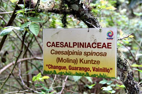 <i>Caesalpinia spinosa</i> (Molina) Kunzte 