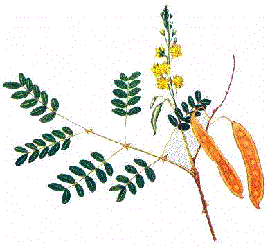 <i>Caesalpinia spinosa</i> (Molina) Kunzte