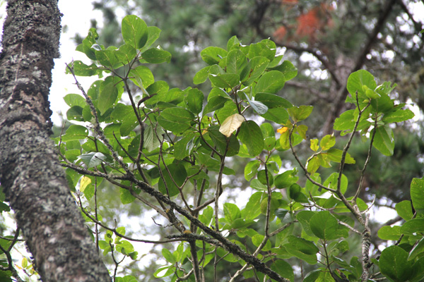 <i>Delostoma integrifolium </i>D. 
Don
